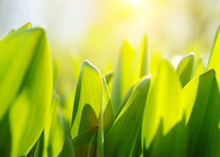 Fresh green grassの写真素材