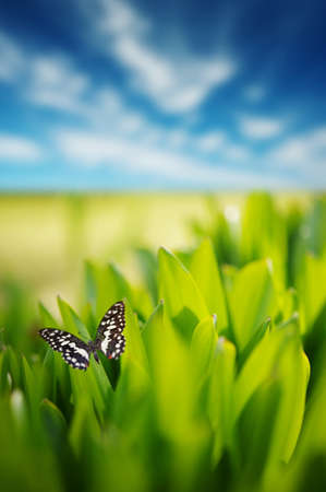 Fresh green grass over cloudy skyの写真素材