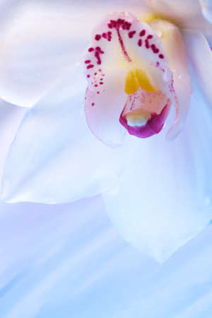 Close-up of eautiful orchid flowerの写真素材