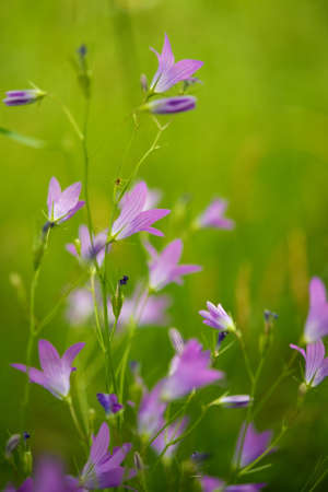 Purple flowers close-upの写真素材