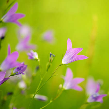 Purple flowers close-upの写真素材
