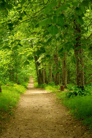 Beautiful path in forest