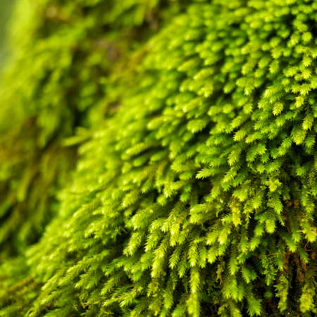 Abstract plant texture.