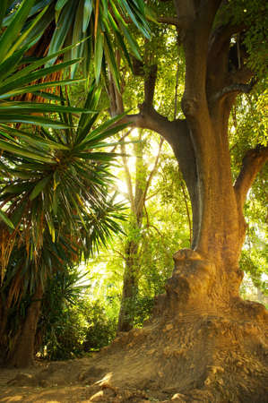 Old tree in a tropical forest.の写真素材