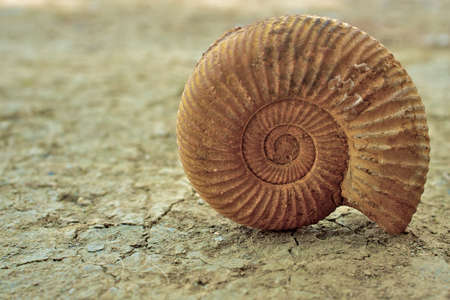 Antique snail shell 