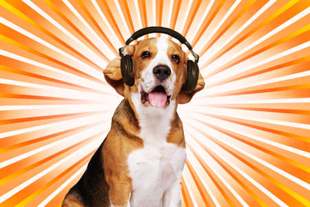 Beagle dog wearing headphones over abstract background.の写真素材