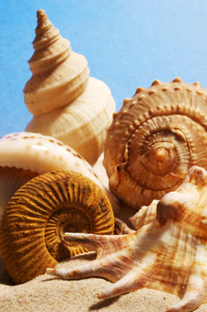 Seashells over blue sky 