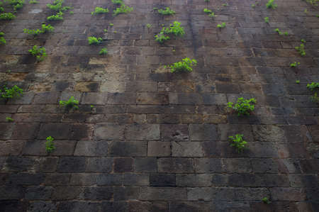Old wall with green plants on it.の写真素材
