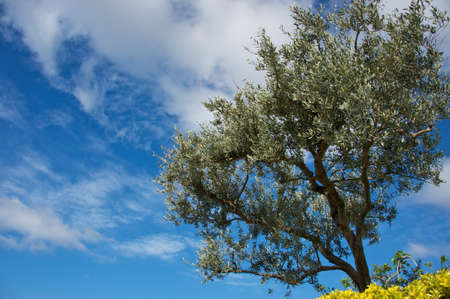 Tree over blue sky.の写真素材