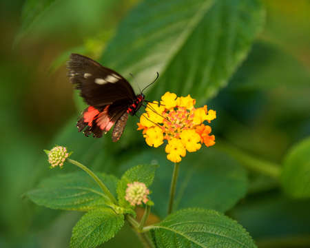 Beautiful butterfly on a flower