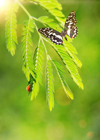 Ladybug and a butterfly on a green leafの写真素材