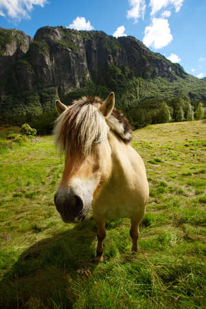 Close up of a horseの写真素材