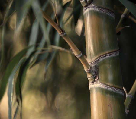 Close-up of a bamboo plantの写真素材