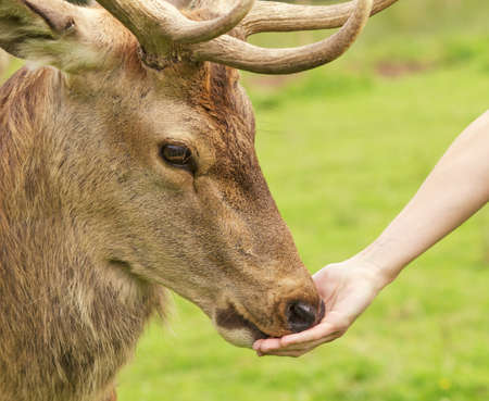 Human hand and a deerの写真素材