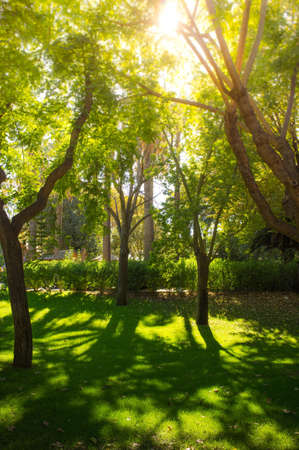 Trees on sunny day in parkの写真素材