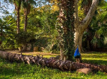 Peacock in park on sunny dayの写真素材