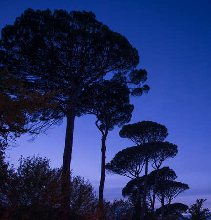 Trees over night skyの写真素材