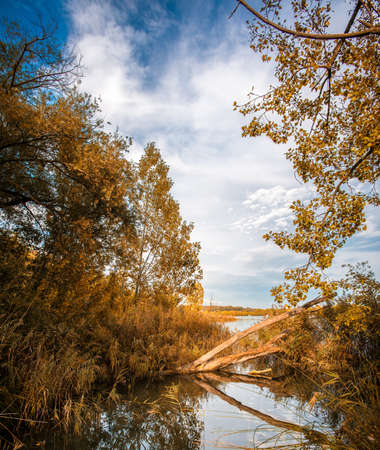 Lake view through trees の写真素材