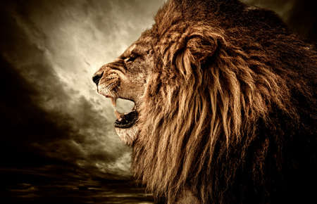 Roaring lion against stormy sky Roaring lion against stormy sky