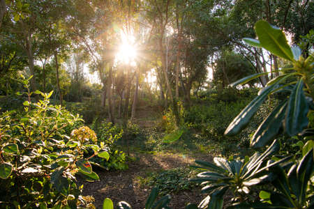 Sunny day in a beautiful forest