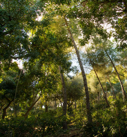 Sunny day in a beautiful forestの写真素材