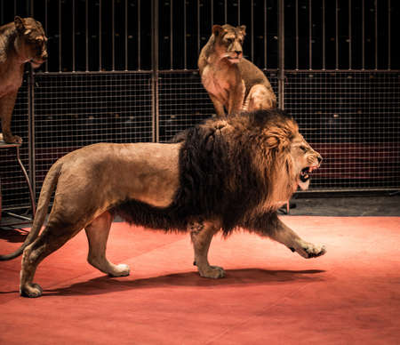 Gorgeous roaring lion walking on circus arena and lioness sittingの写真素材