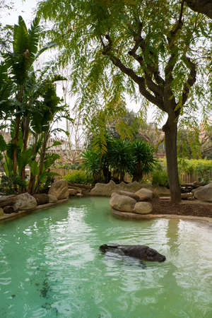 Hippopotamus swimming in pool in a zooの写真素材