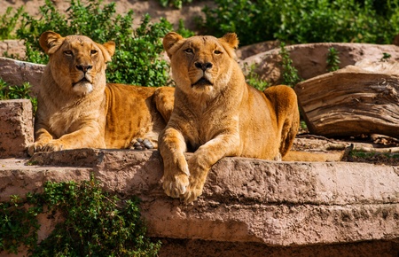 Tow gorgeous lioness in natural habitat
