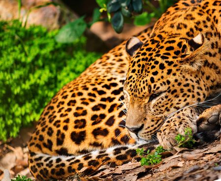 Gorgeous leopardess in natural habitatの写真素材