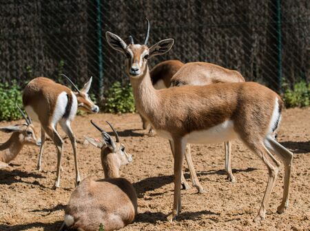 Group of antelopes in a zooの写真素材