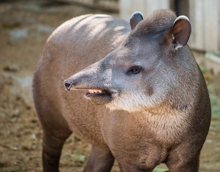 Close-up shot of a tapirの写真素材