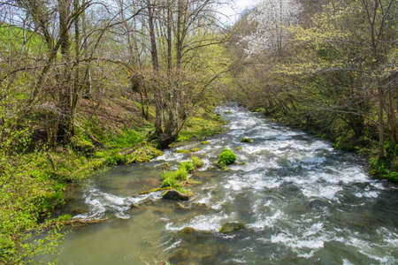 Fast river in forestの写真素材