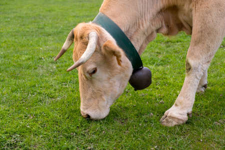 Little bull-calf with bell on his neck eating grassの写真素材