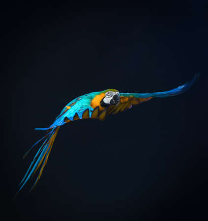 Colourful flying Ara on a dark background の写真素材