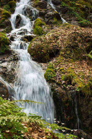 Fast little river in mountain forest