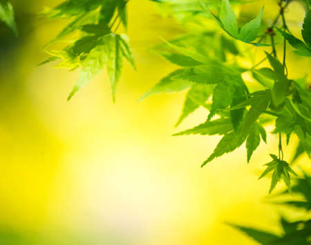 Leaves over sunny background の写真素材