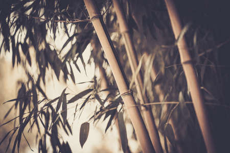 Toned picture of a bamboo plantの写真素材