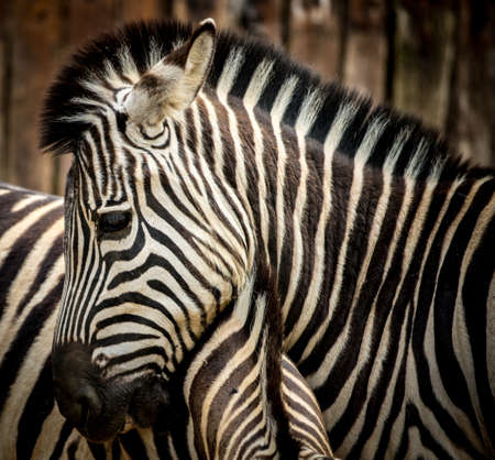 Close-up of a zebraの写真素材
