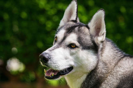 Beautiful husky portrait