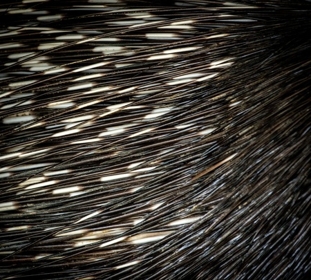 Porcupine's spines close-up の写真素材