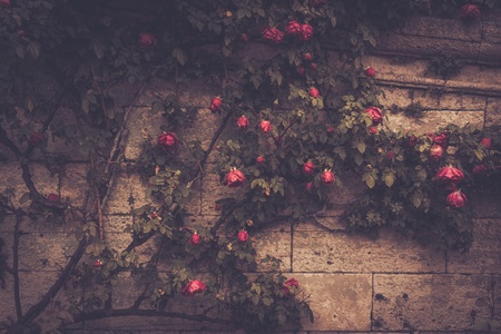 Tree with flowers growing against stone wallの写真素材