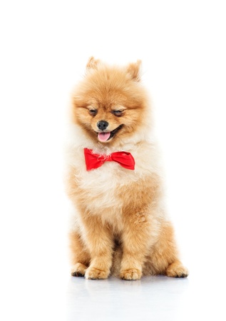 Little funny spitz with bow tie の写真素材