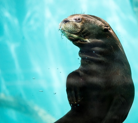 Beautiful sea lion in a water