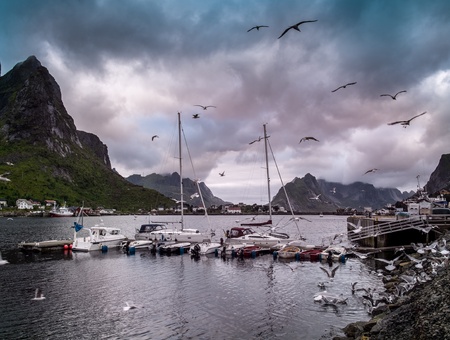 Seagulls flying over boat near moorage in Reine village, Norwayの写真素材