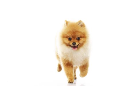 Little funny spitz dogの写真素材
