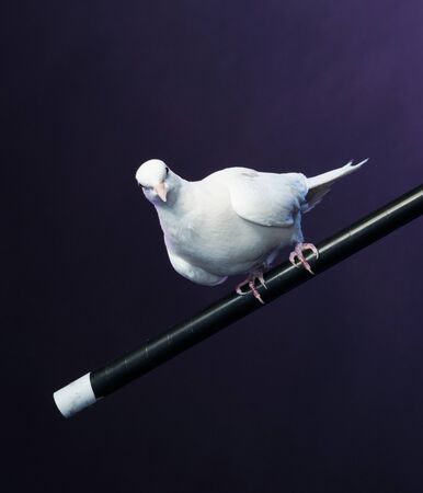 Trained white dove sitting on a magician's stickの写真素材