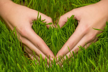 Human's hands making heart symbol on a fresh grassの写真素材