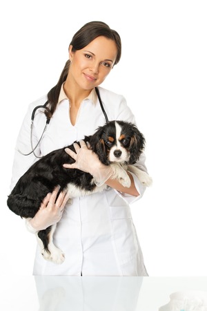 Young positive brunette veterinary woman with spaniel の写真素材