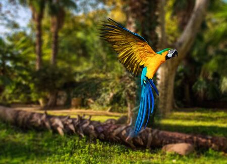 Beautiful colourful parrot over tropical background の写真素材