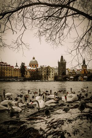A lot of swans near Charles bridge in Pragueの写真素材